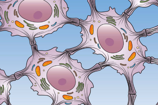 O tecido epitelial ainda apresenta algumas especializações de membrana, como microvilosidades, interdigitações e desmossomos (foto). Enquanto as microvilosidades servem para aumentar a superfície de contato, as interdigitações e desmossomos garantem maior aderência entre células vizinhas. (Imagem: Thinkstock)
