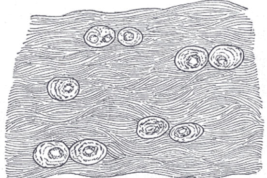 O tecido conjuntivo tem origem no mesênquima, a partir da mesoderme, e se caracteriza por ter uma grande variedade de células, com bastante material intercelular entre elas, e por ser ricamente vascularizado (com exceção do tecido cartilaginoso). Suas principais funções são o armazenamento de gordura, a defesa do organismo, o transporte de nutrientes e o suporte estrutural. (Imagem: Wikimedia Commons)