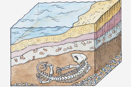 Acredita-se que o petróleo tenha se formado como resultado da decomposição de matéria orgânica soterrada, como fósseis de vegetais e animais. As variações de temperatura e pressão que essa matéria sofreu ao longo de milhões de anos levaram a uma transformação química que deu origem ao petróleo. (Imagem: Thinkstock)