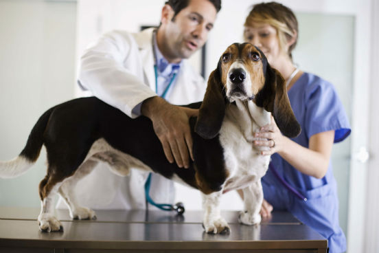 Ao diagnosticar e tratar animais, realizar testes em laboratórios e pesquisar doenças, os médicos veterinários (bem como assistentes e técnicos veterinários) podem estar expostos a doenças e infecções, a pequenas queimaduras e cortes e a contaminantes. Ocupando a quarta posição no ranking. (Imagem: Thinkstock) Ao diagnosticar e tratar animais, realizar testes em laboratórios e pesquisar doenças, os médicos veterinários (bem como assistentes e técnicos veterinários) podem estar expostos a doenças e infecções, a pequenas queimaduras e cortes e a contaminantes. Ocupando a quarta posição no ranking. (Imagem: Thinkstock)