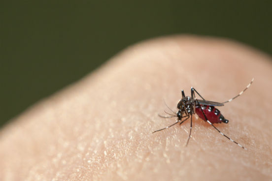 No Brasil, o zika vírus é transmitido pelo Aedes aegypti, mesmo mosquito transmissor da dengue e da febre chikungunya. A infecção acontece quando a fêmea do mosquito pica uma pessoa com o vírus e depois, para se alimentar novamente, pica outra que não tem o vírus. (Imagem: Thinkstock)