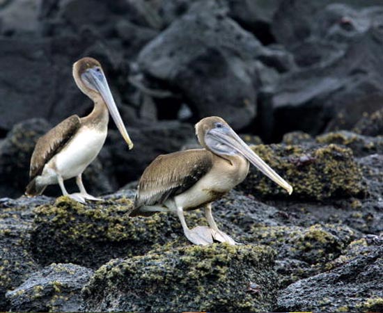 LAMARCK E DARWIN - Estude sobre o Lamarckismo, o Darwinismo, sobre a luta pela sobrevivência, a seleção natural e especiação. LAMARCK E DARWIN - Estude sobre o Lamarckismo, o Darwinismo, sobre a luta pela sobrevivência, a seleção natural e especiação.