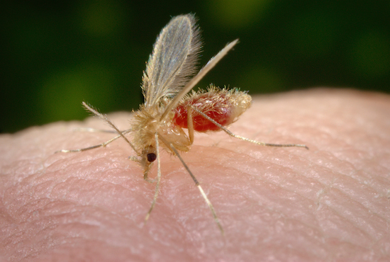 A Leishmaniose é transmitida ao homem pela picada de mosquitos que carregam o protozoário. Também atinge cães, roedores e outros animais, o que dificulta a erradicação da doença. Pode se manifestar nas formas cutânea e visceral, sendo a última a forma mais severa da doença. (Foto: Creative Commons)