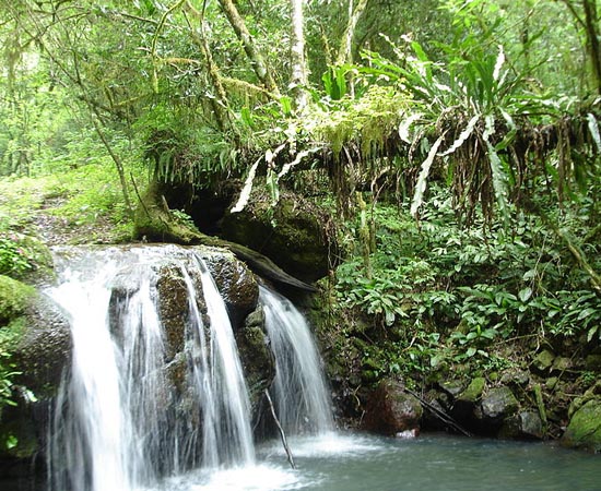 MATA ATLÂNTICA - Estude sobre este bioma que está quase extinto.