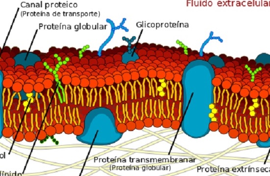 As células eucarióticas têm maior eficiência e tamanho por causa do sistema de membranas, que separa os processos metabólicos por conta do direcionamento das moléculas absorvidas e das diferenças enzimáticas. (Foto: Creative Commons) As células eucarióticas têm maior eficiência e tamanho por causa do sistema de membranas, que separa os processos metabólicos por conta do direcionamento das moléculas absorvidas e das diferenças enzimáticas. (Foto: Creative Commons)