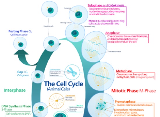 Dois conceitos muito importantes na biologia são o de mitose e meiose. O primeiro é o processo em que as células eucarióticas dividem cromossomos entre duas células menores do corpo. Essas novas células são geneticamente idênticas e têm o mesmo número de cromossomos que a célula original.   (Foto: Creative Commons)