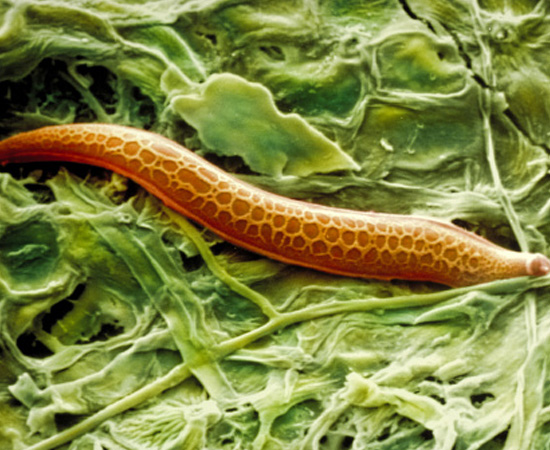 Vermes cilíndricos de corpo não segmentado. Incluem alguns parasitas humanos, como a lombriga. São invertebrados.