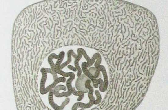 O núcleo contém o DNA celular e controla as atividades da célula por meio dos genes; enquanto os nucléolos estão no interior do núcleo - é lá que ocorre a síntese de ribossomos. (Foto: Creative Commons)