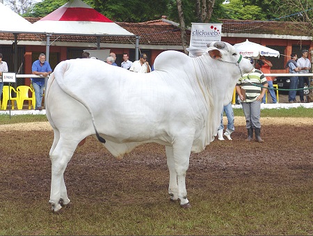 A pecúaria também é uma atividade comercial importantíssima para o Brasil. As carnes representam 6% do total de nossas exportações, um pouco menos que os produtos químicos, que pegam 6,3% do bolo. A pecúaria também é uma atividade comercial importantíssima para o Brasil. As carnes representam 6% do total de nossas exportações, um pouco menos que os produtos químicos, que pegam 6,3% do bolo.