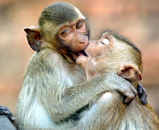 PERÍODO TERCIÁRIO DA ERA CENOZOICA: Caracterizado pelo intenso movimento da crosta terrestre, fato que originou os dobramentos modernos, com as mais altas cadeias montanhosas da Terra, como os Andes (América do Sul), os Alpes (Europa) e o Himalaia (Ásia). Nessa era geológica surgiram aves, várias espécies de mamíferos, além de primatas. PERÍODO TERCIÁRIO DA ERA CENOZOICA: Caracterizado pelo intenso movimento da crosta terrestre, fato que originou os dobramentos modernos, com as mais altas cadeias montanhosas da Terra, como os Andes (América do Sul), os Alpes (Europa) e o Himalaia (Ásia). Nessa era geológica surgiram aves, várias espécies de mamíferos, além de primatas.