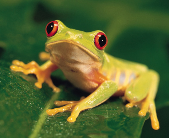 Animais que passam parte da vida na água e outra parte em terra, como rãs e sapos. Na água, respiram por brânquias. Em terra, por pulmões. Também fazem troca gasosa pela pele. São cordados.