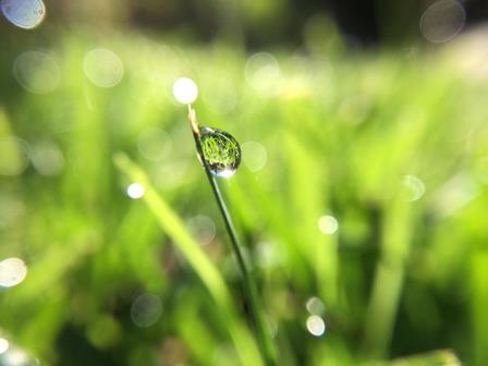 UERJ abre inscrições para pós-graduação em Biologia Vegetal