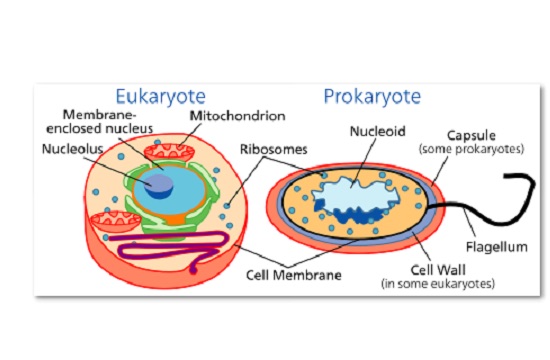 Todos os seres vivos têm células de dois tipos básicos: procariontes e eucariontes. A diferença entre elas? As células eucarióticas são maiores e mais complexas. Têm duas partes bem distintas, o citoplasma e o núcleo. (Foto: Creative Commons)