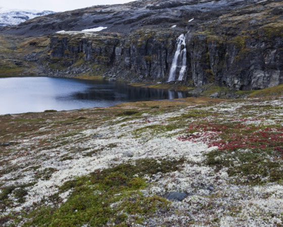 <strong>Tundra -</strong> É encontrada em uma das regiões mais frias do planeta, a do clima subpolar. A vegetação é típica das altas latitudes (paralela ao Círculo Polar Ártico, pelo extremo norte do Canadá e do Alasca, até chegar ao norte da Rússia). É formada por musgos e algumas espécies herbáceas que aparecem no solo somente nos poucos meses de degelo, quando o verão eleva a temperatura para 4ºC, em média. No resto do ano, o solo fica coberto de neve. (foto: Getty Images)