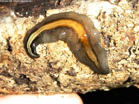 As verminoses são infecções intestinais provocadas por parasitas e endoparsitas. Afetam pessoas de todas as idades e classes sociais e são especialmente difíceis para os governos e órgãos de saúde controlar. A forma mais comum de transmissão é pela ingestão de alimentos ou água contaminada ou por pequenos ferimentos na pele. As verminoses mais comuns são a ascaridíase (lombriga), teníase (solitária), oxiuríase, tricuríase, ancilostomíase, estrongiloidíase, giardíase e esquistossomose. (Foto: Creative Commons) As verminoses são infecções intestinais provocadas por parasitas e endoparsitas. Afetam pessoas de todas as idades e classes sociais e são especialmente difíceis para os governos e órgãos de saúde controlar. A forma mais comum de transmissão é pela ingestão de alimentos ou água contaminada ou por pequenos ferimentos na pele. As verminoses mais comuns são a ascaridíase (lombriga), teníase (solitária), oxiuríase, tricuríase, ancilostomíase, estrongiloidíase, giardíase e esquistossomose. (Foto: Creative Commons)