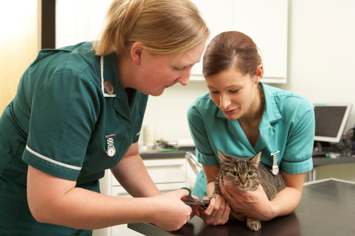 GE Bolsas: cursos de Medicina Veterinária com até 50% de desconto