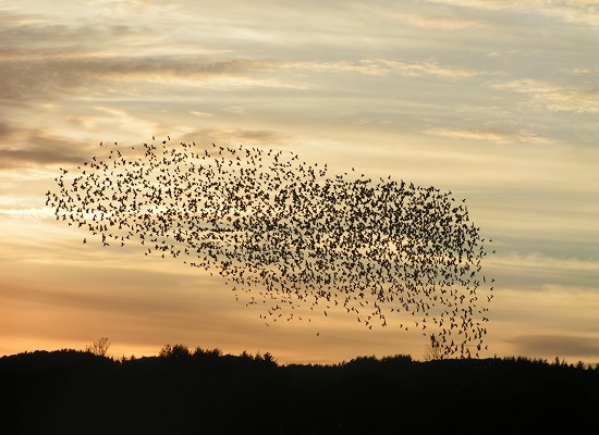 Biologia nada mais é do que o estudo da vida. O interesse do homem pelos seres vivos é antigo, tem milênios. No entanto, a Biologia enquanto ciência só se consolidou no século 18. (Foto: Creative Commons) Biologia nada mais é do que o estudo da vida. O interesse do homem pelos seres vivos é antigo, tem milênios. No entanto, a Biologia enquanto ciência só se consolidou no século 18. (Foto: Creative Commons)