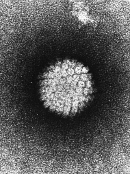 Por conta dessas características, os vírus não são reconhecidos exatamente como seres vivos. Mas há um certo consenso de que esses organismos são sistemas biológicos, já que têm ácidos nucleicos e sistemas de codificação genética.