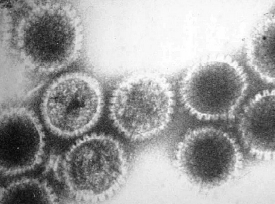 Para se reproduzir, um vírus infecta a célula hospedeira, ligando suas proteínas virais à proteína receptora do outro organismo. É assim que ocorre a multiplicação do material genético, usando para isso a energia do metabolismo do hospedeiro.