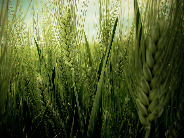 Os 7 melhores cursos de Engenharia Agrícola do Brasil
