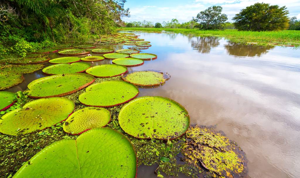Nova proposta de redação: A importância de proteger a Floresta Amazônica