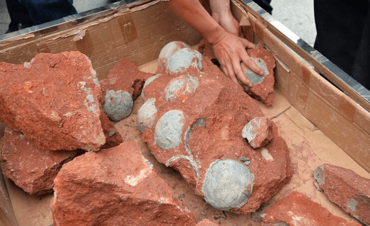 Operários chineses encontram 43 fosseis de ovos de dinossauros em Heyuan