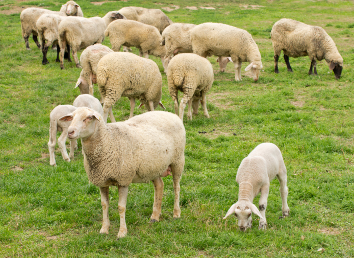 Curso de Zootecnia da UEM procura aumentar produtividade da pecuária