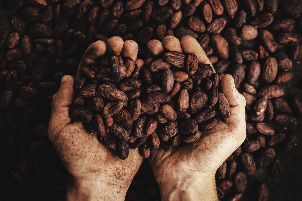 A história do cacau e o trabalho escravo nos mercados de chocolate