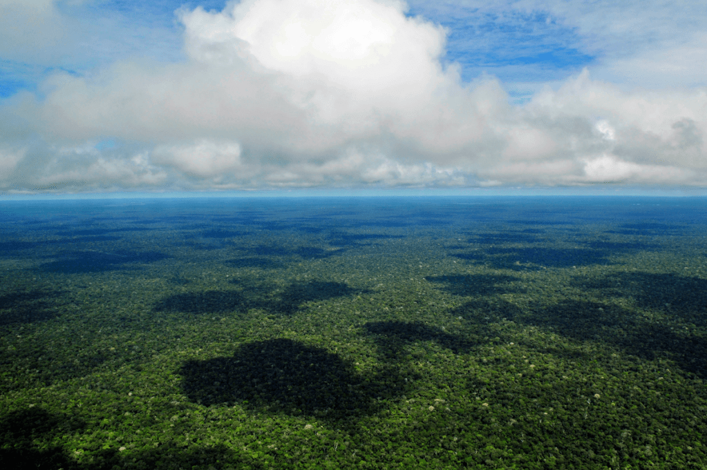 Análise de redação: A importância de proteger a Floresta Amazônica