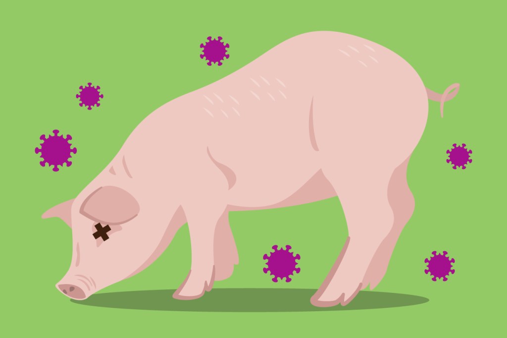 Quais as diferenças entre a pandemia de covid-19 e da gripe suína de 2009?