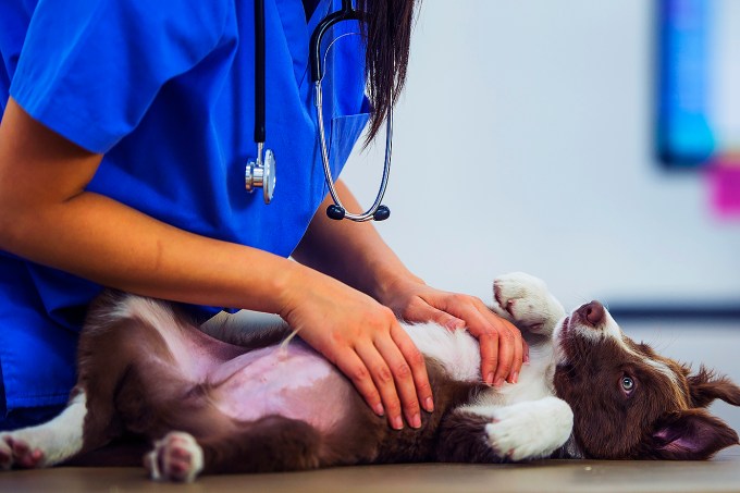 Border Collie Gets a Rub from Vet