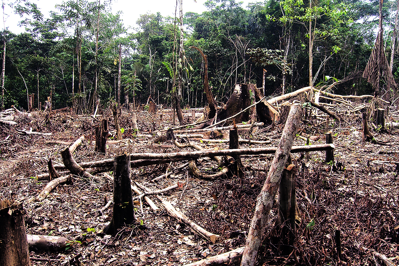 Atualidades: o desmatamento da Amazônia e o Brasil na mira do mundo | Guia  do Estudante