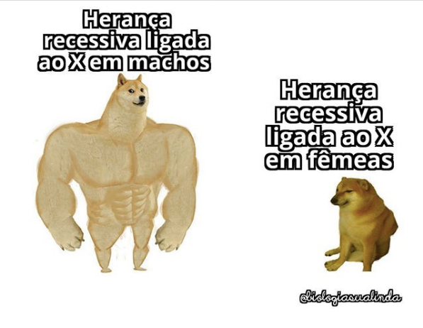 180 ideias de Memes para postar no status