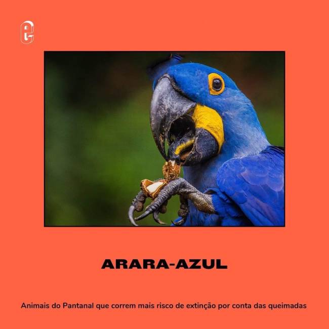 Animais em risco de extinção – arara-azul