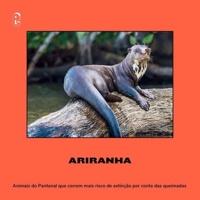 Anima em risco de extinção – ariranha