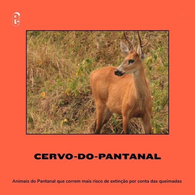 Animais em risco de extinção- cervo-do-pantanal