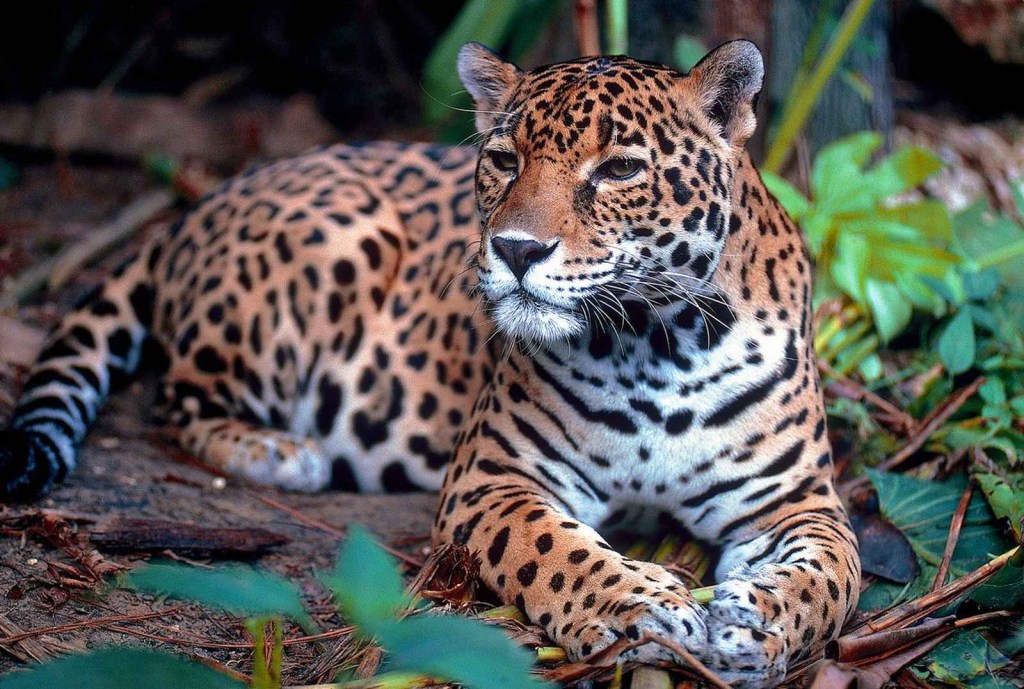 Animais em risco de extinção com as queimadas no Pantanal