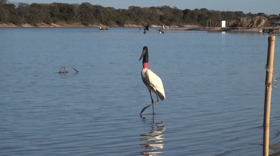 O Jaburu ou Tuiuiú e a ave símbolo do Pantanal