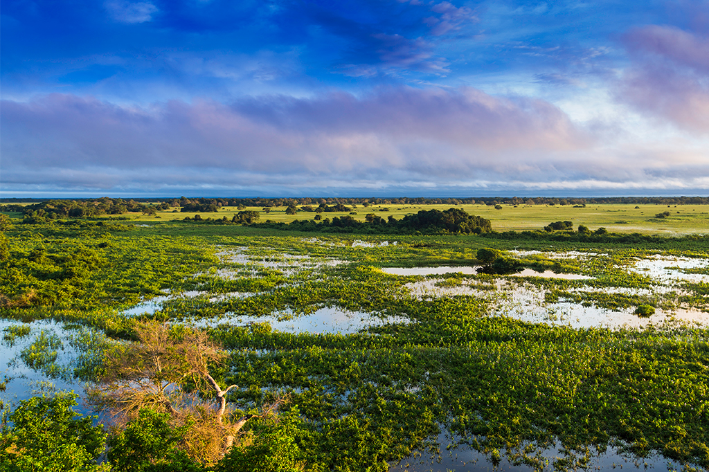 Dia do Pantanal marca luta pela preservação do bioma