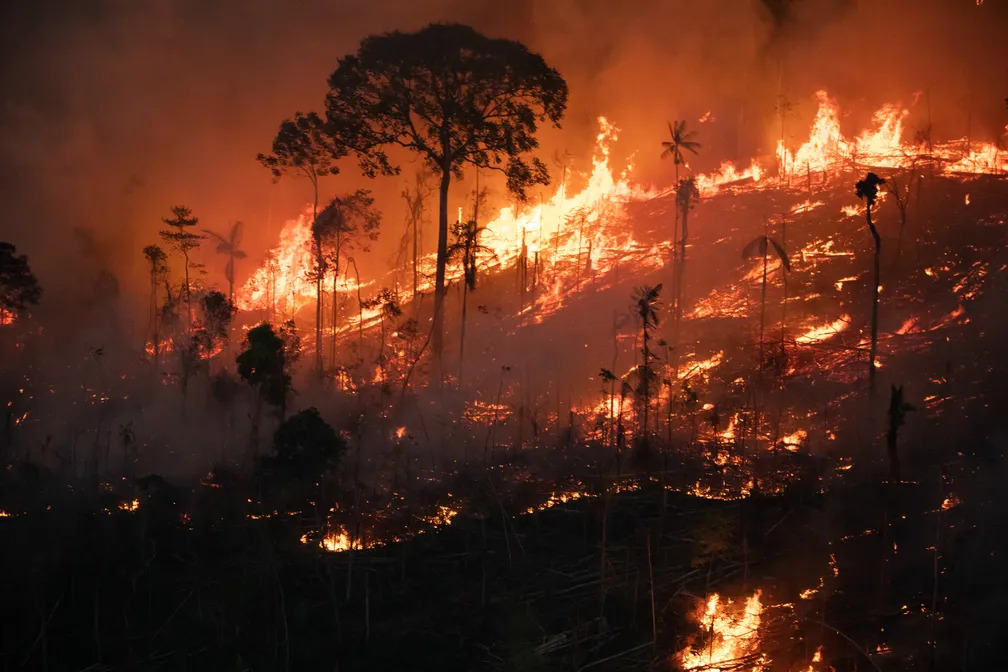 Dia da Amazônia: 3 números que mostram a situação preocupante da floresta