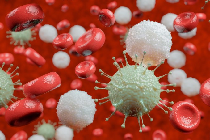 Células do sistema imunológico reconhecem o antígeno e preparam defesa do nosso organismo