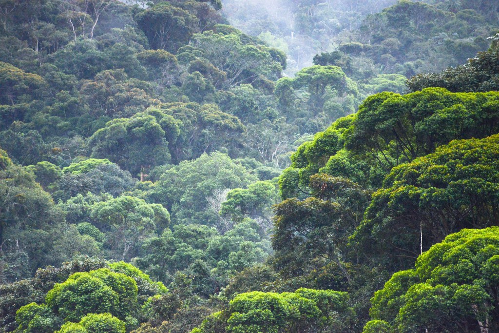 Dia da Mata Atlântica: 5 fatos sobre o bioma
