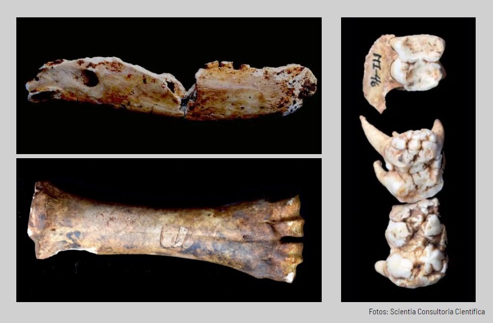 Ossos encontrados próximos a reforma do Museu do Ipiranga Ossos encontrados próximos a reforma do Museu do Ipiranga