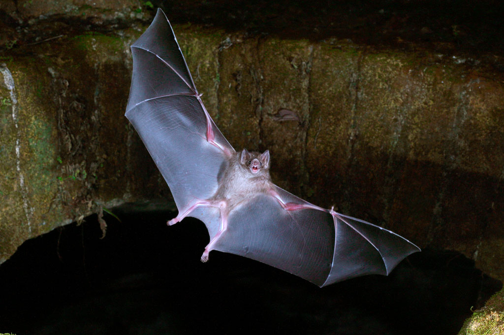 Como o morcego se tornou bode expiatório da pandemia