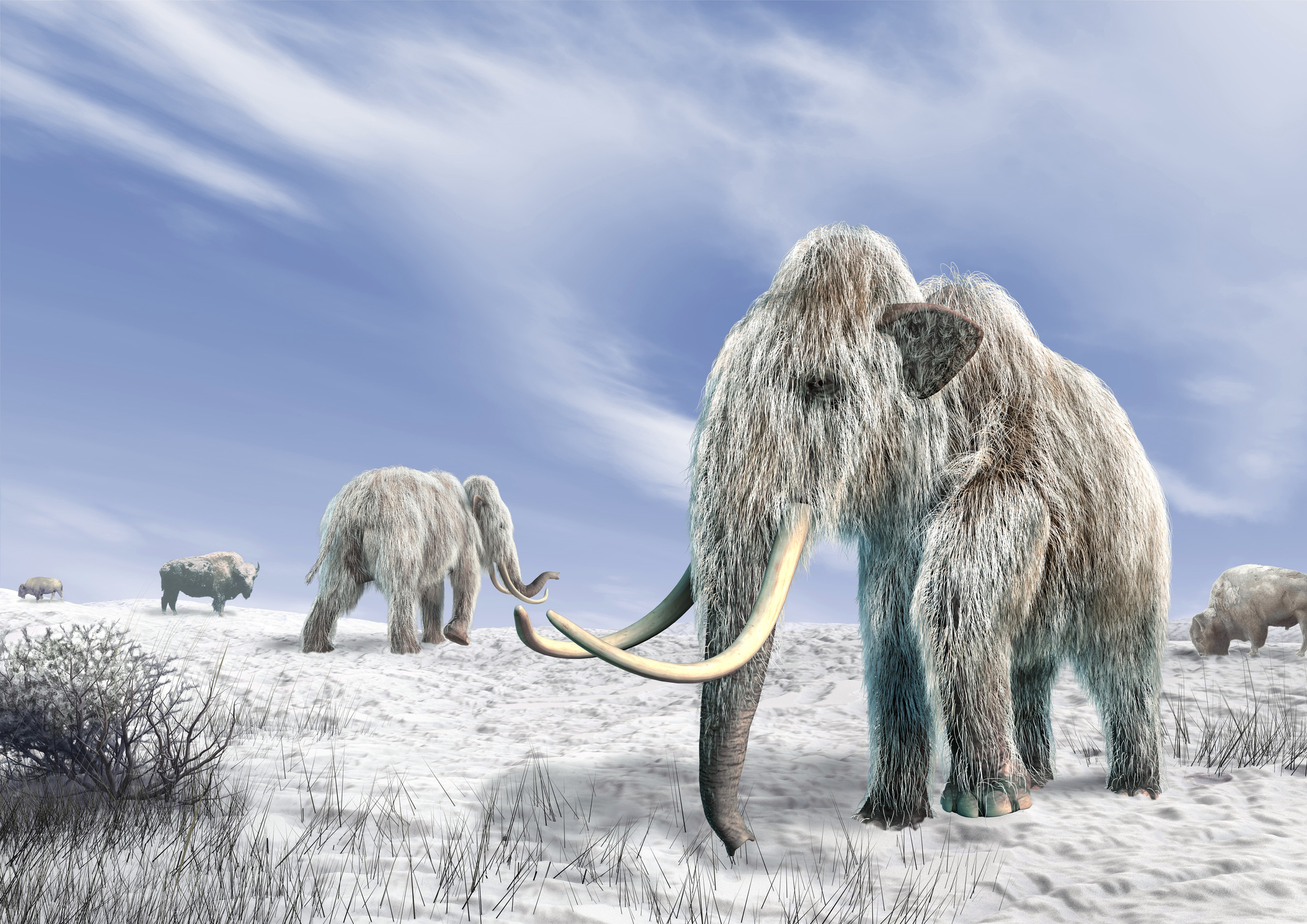 Arte gráfica de um mamute-lanoso extinto há cerca de 7,5 mil anos.
