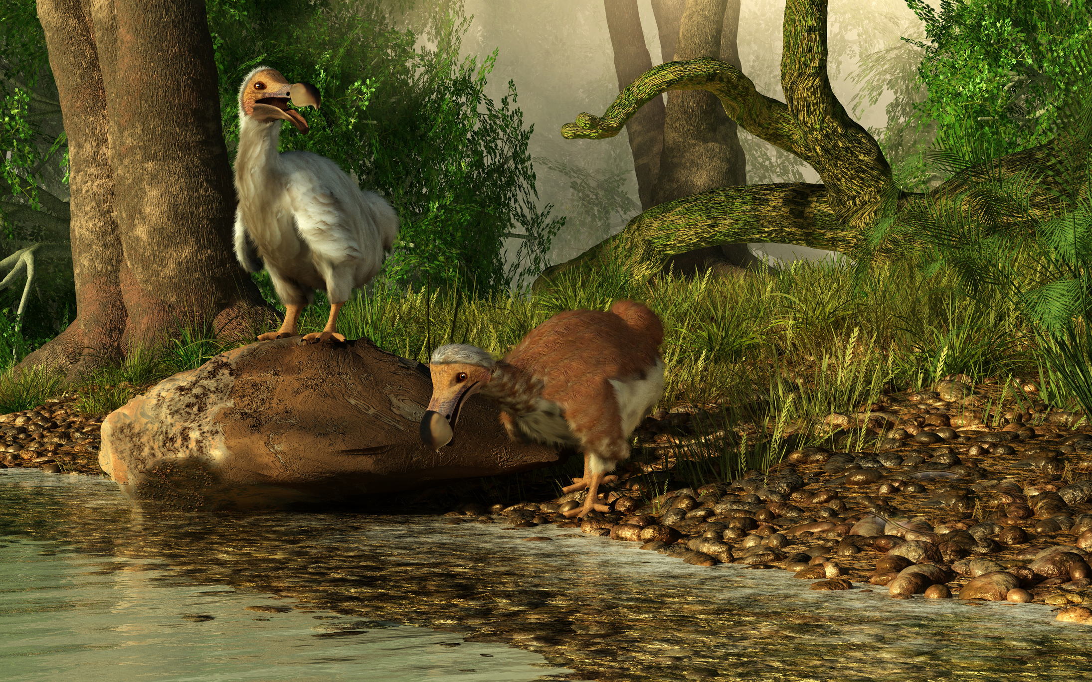 Ilustração de um par de pássaros Dodô bebendo em um rio.