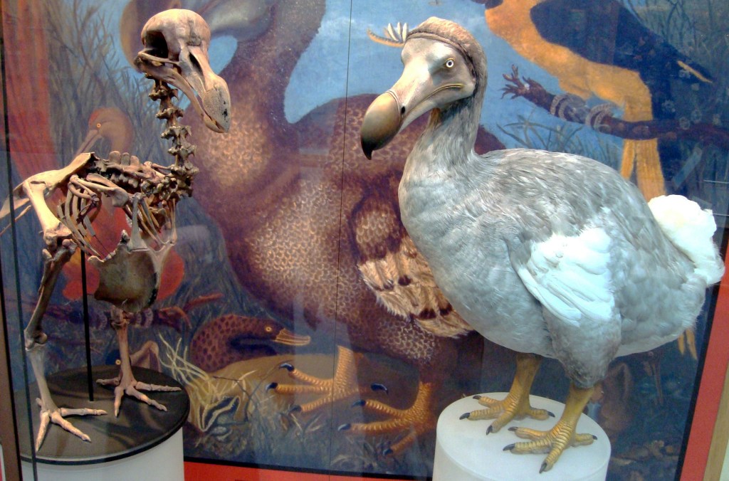 O esqueleto e a recriação de um Dodô em exibição na Universidade de Oxford, na Inglaterra. Crédito: