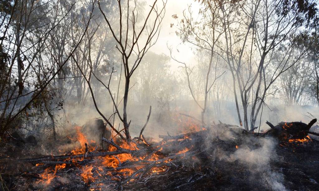 Devastação ambiental segue em alta no país e outras atualidades da semana