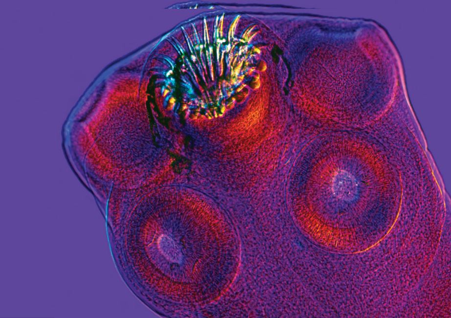 ilustração mostra a cabeça de uma tênia, parasita invertebrado com orifícios nas extremidades