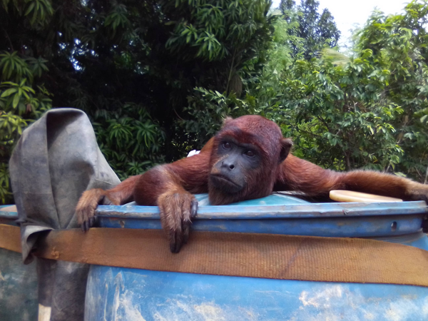 Fotografia de um macaco em um tambor